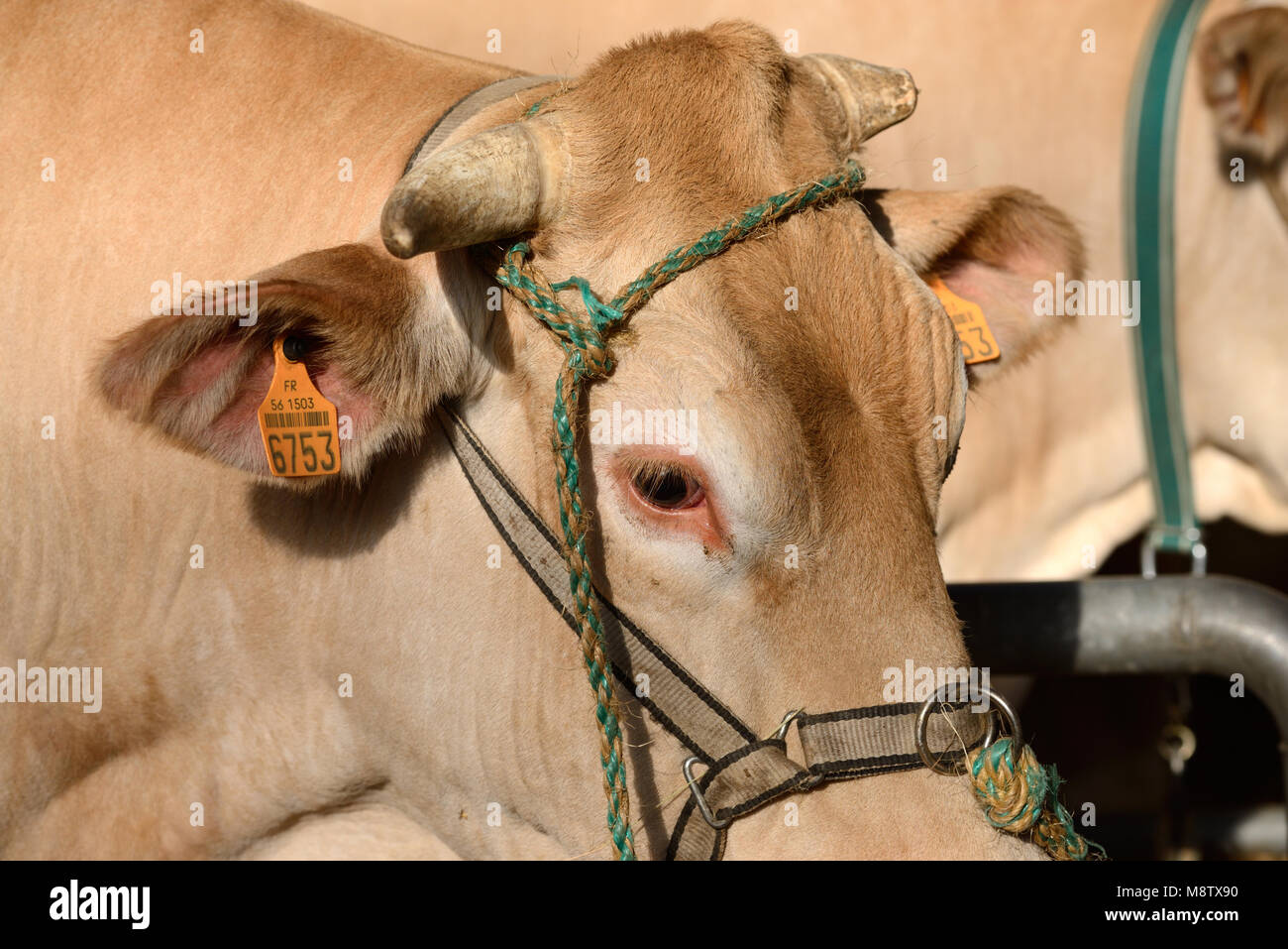Portrait of Blonde d'Aquitaine Beef Cow or Cattle with Identification Tag or Bar Code Ear Tag Stock Photo