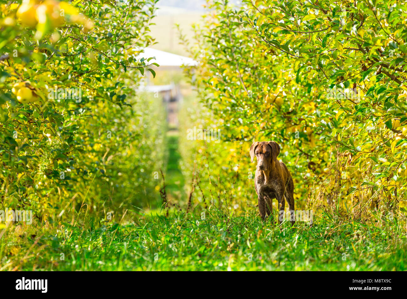 German Shorthaired Pointer hunting in an apple orchard Stock Photo
