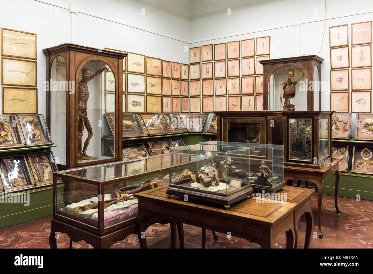 Florence. Italy. Collection of 18th century wax anatomical models at