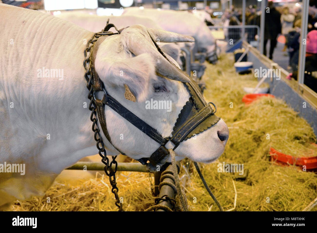 Charolais Beef Cattle or Bull in Cow Pen or Animal Stall at the Paris International Agricultural Show Stock Photo