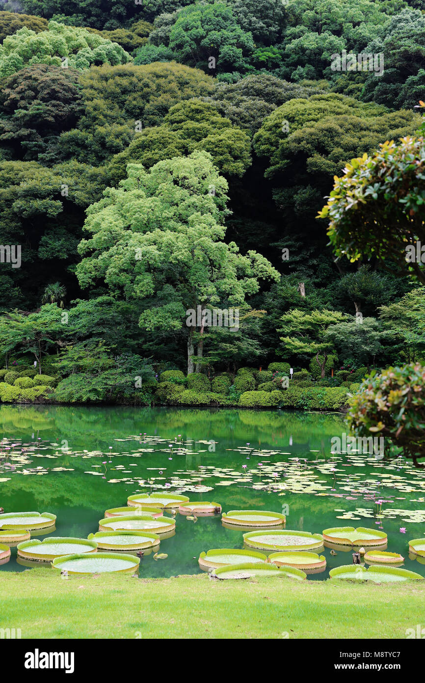 Eight leaf lotus flower hires stock photography and images Alamy