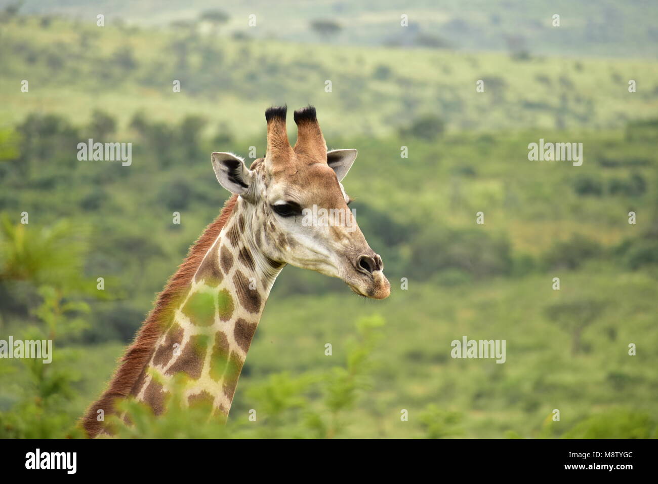 Giraffe. It is beautiful and has a natural ability to tower above most trees. Stock Photo