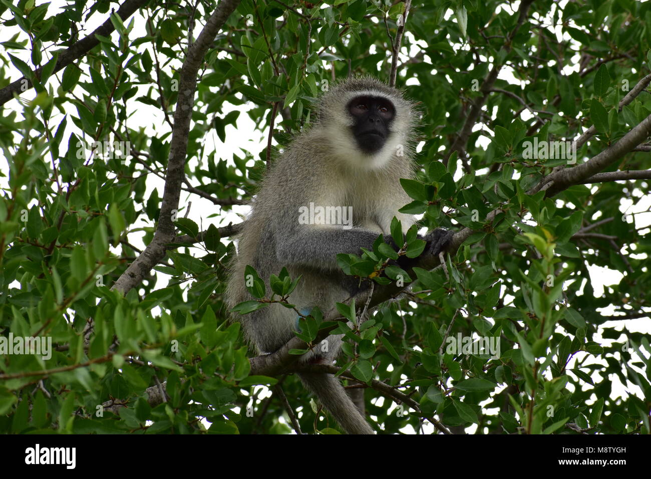 Vervet Monkey. The troop commander Stock Photo