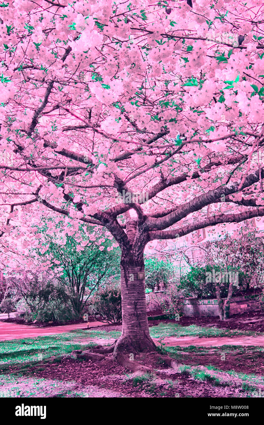 Cherry blossom tree in full hi-res stock photography and images - Alamy