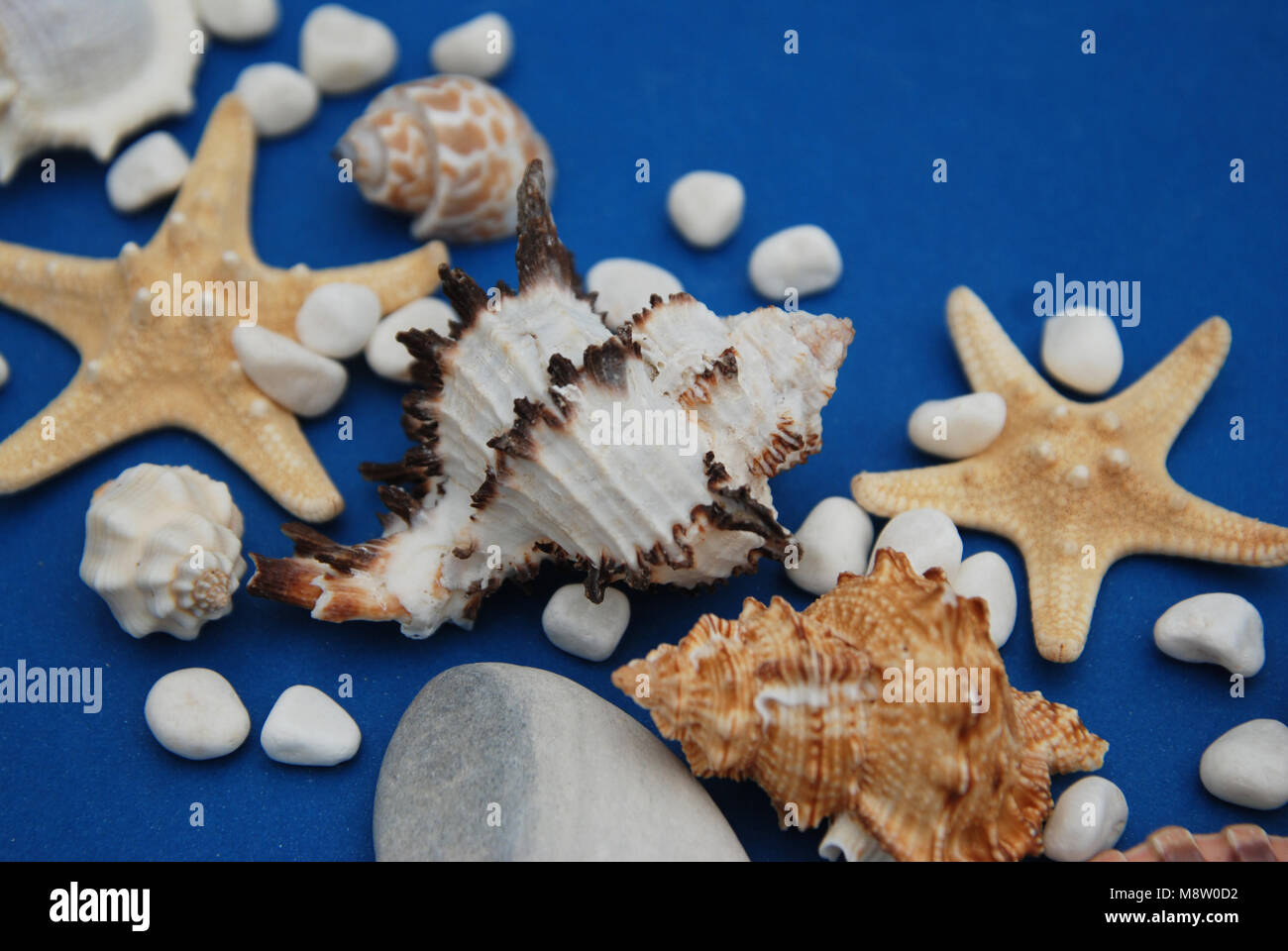 Starfish with Shells and stones Against a Blue Background with Copy ...