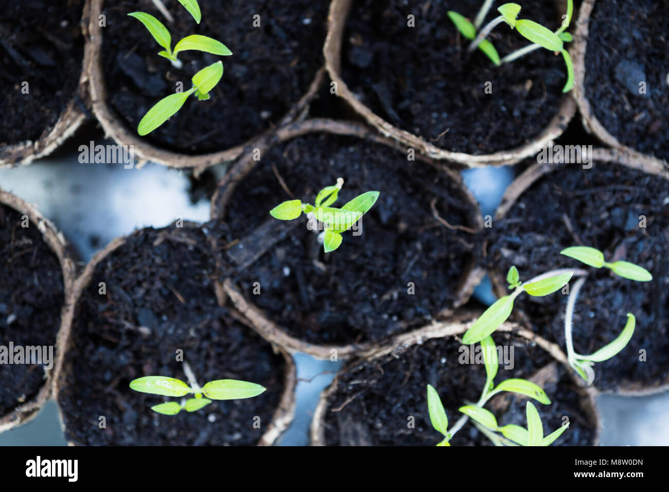 Young tomato seedlings in small pots in birds eye view Stock Photo - Alamy