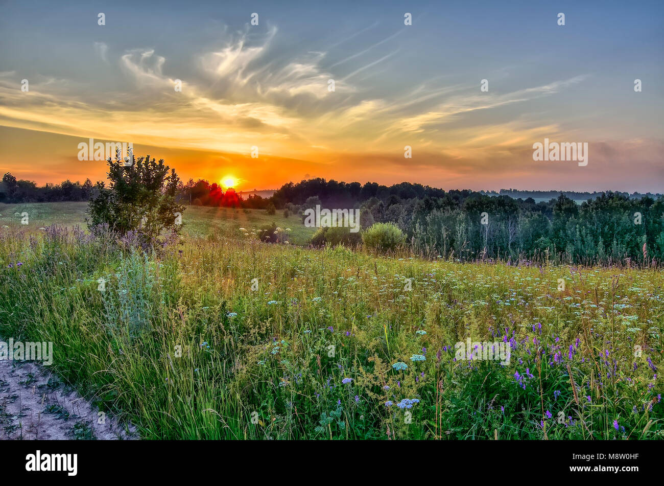 Picturesque golden sunbeams of summer sunset over colorful and fragrance flowering meadow with different  wildflowers and medicinal herbs Stock Photo