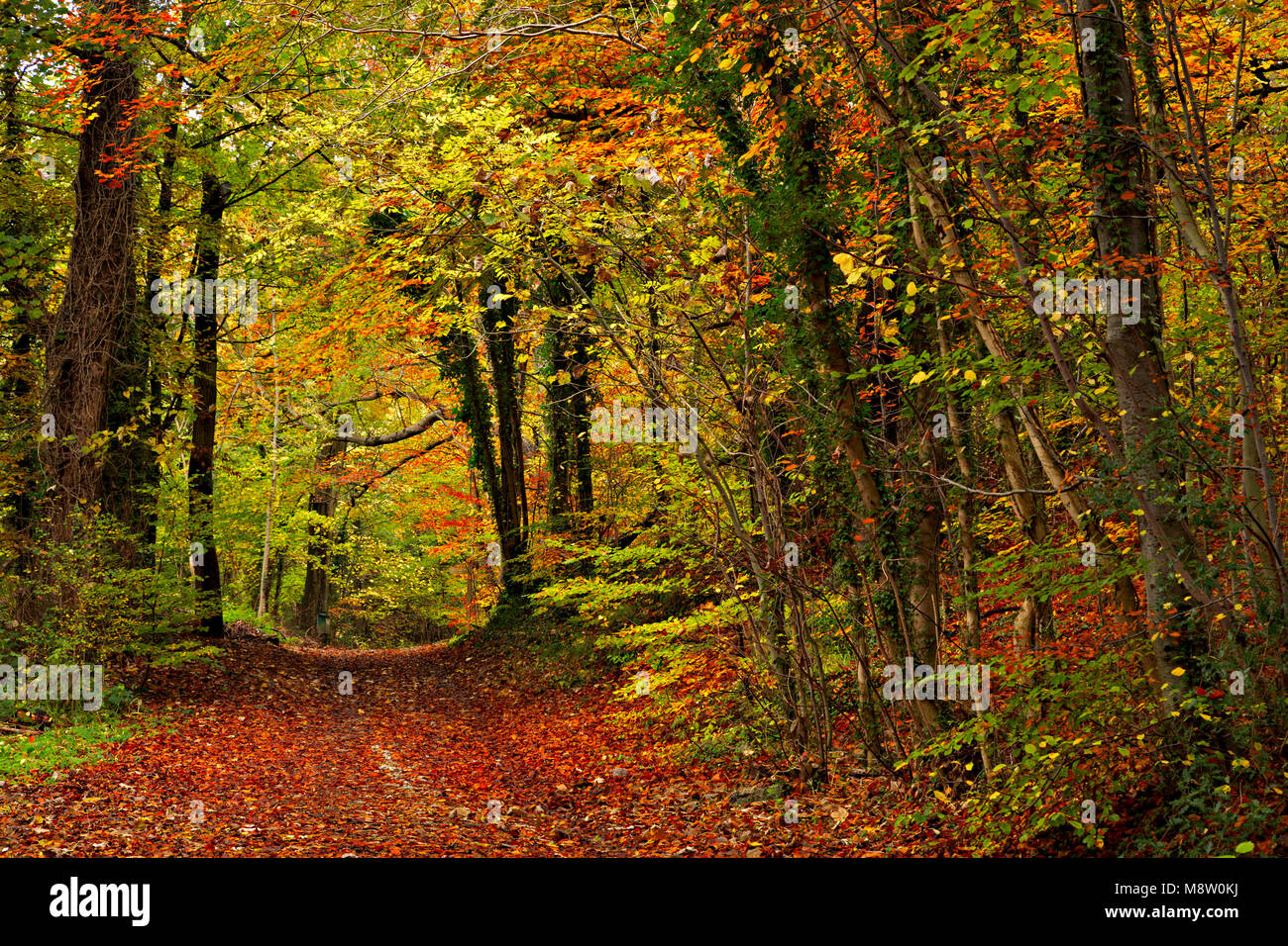Trees with autumn leaves at Loggerheads Country Park, North Wales Stock ...