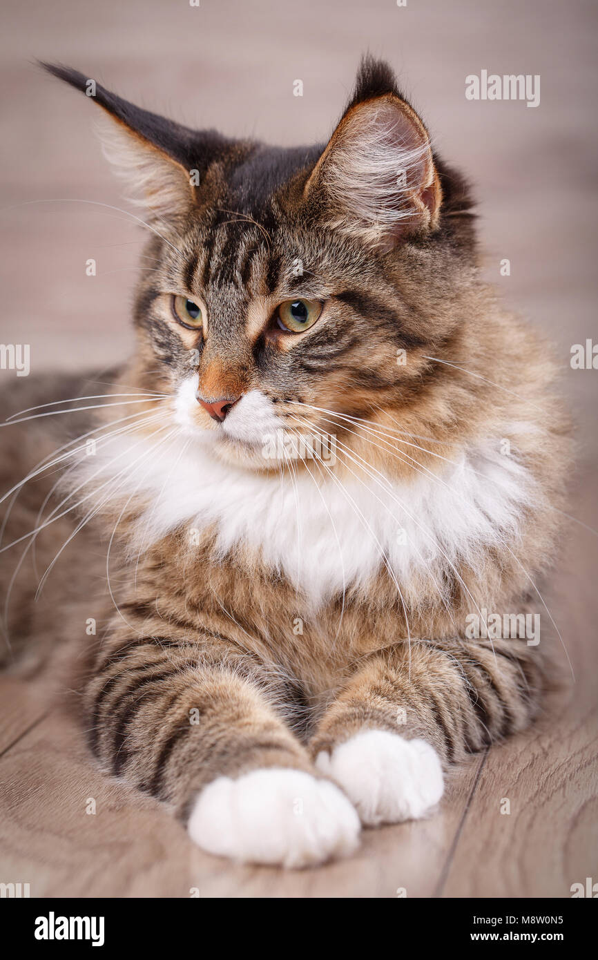 Lazy maine cooncute kitty . Magic cat with yellow eyes Stock Photo Alamy