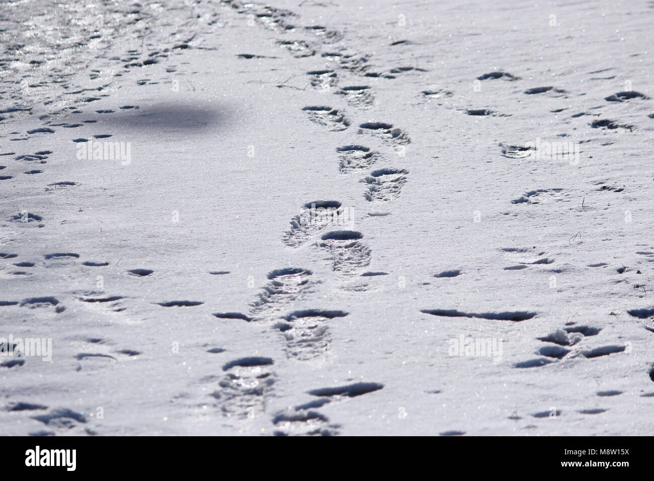 traces of a man on white snow in the winter Stock Photo - Alamy