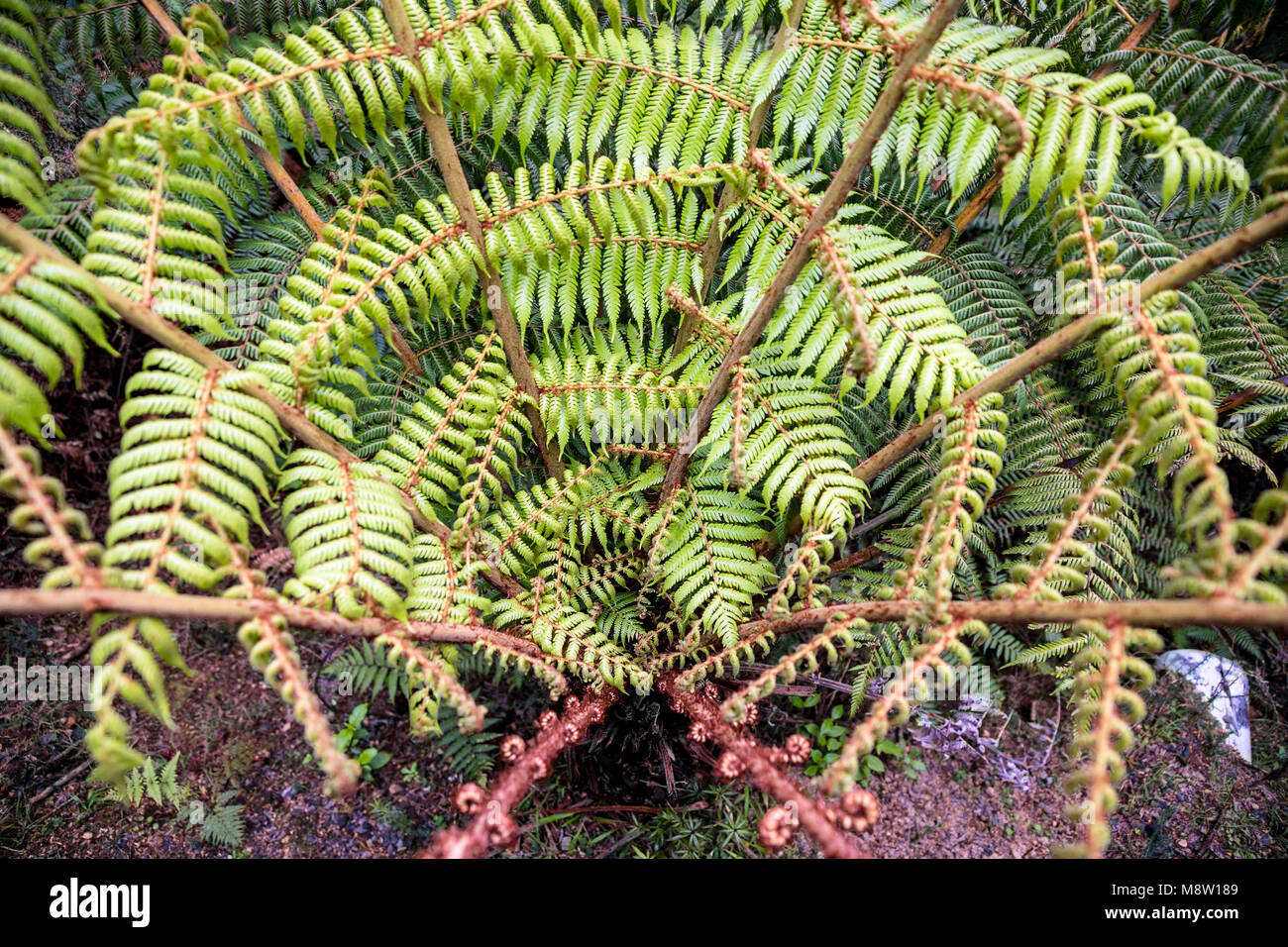 Ponga tree in Maori, silver fern, Cyathea Dealbata, New Zealand Stock Photo