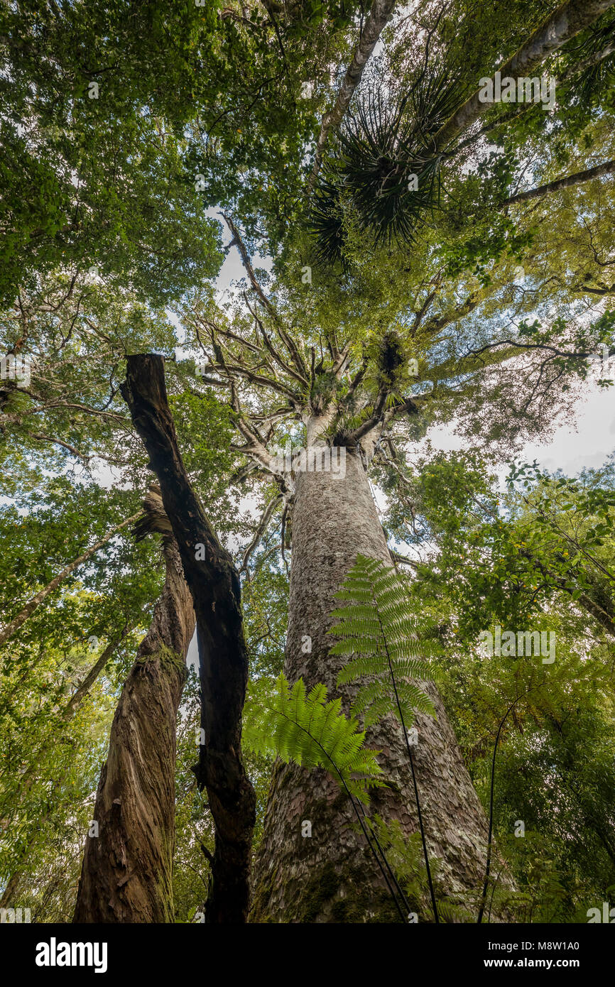 Agathis australis, Kauri Tree Native from New Zealand Stock Photo