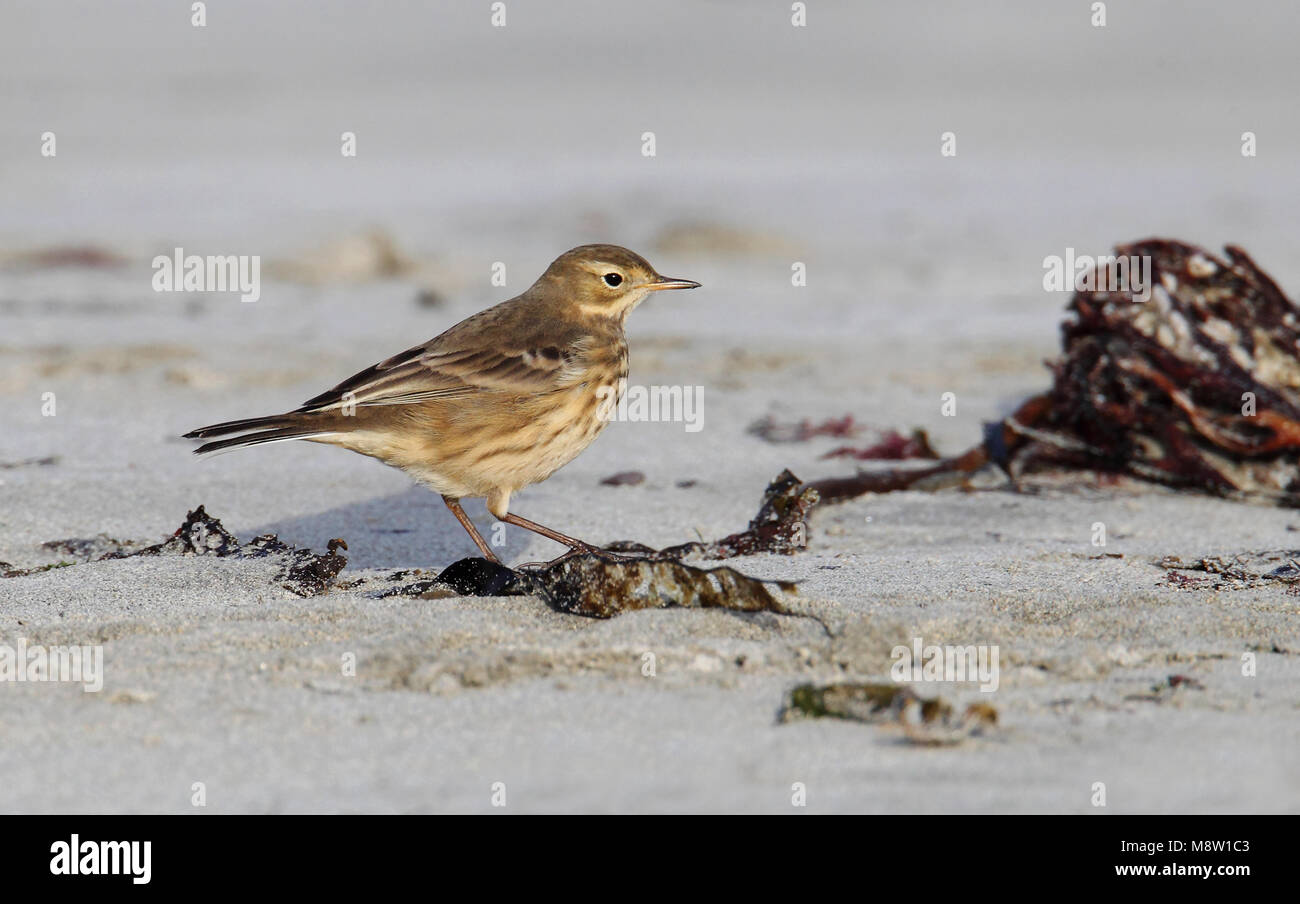 Amerikaanse Waterpieper, American Buff-bellied Pipit , Anthus rubescens rubescens Stock Photo