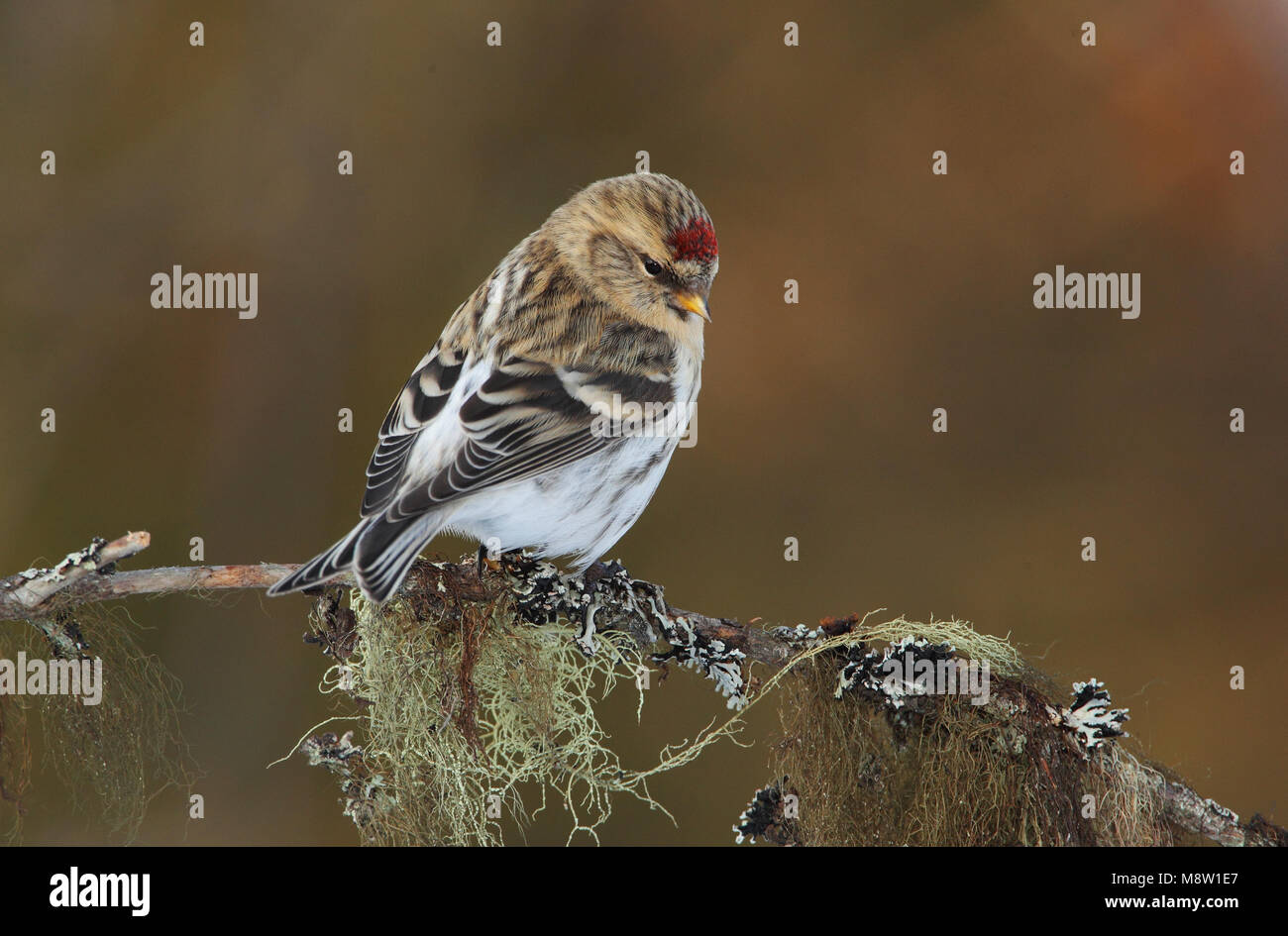 Witstuitbarmsijs, Coues's Arctic Redpoll, Carduelis hornemanni exilipes Stock Photo