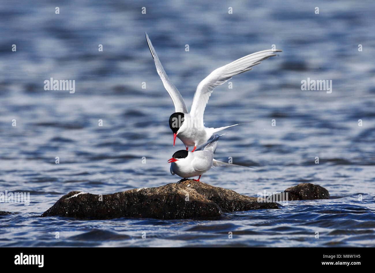 Noordse Stern, Arctic Tern, Sterna paradisaea Stock Photo