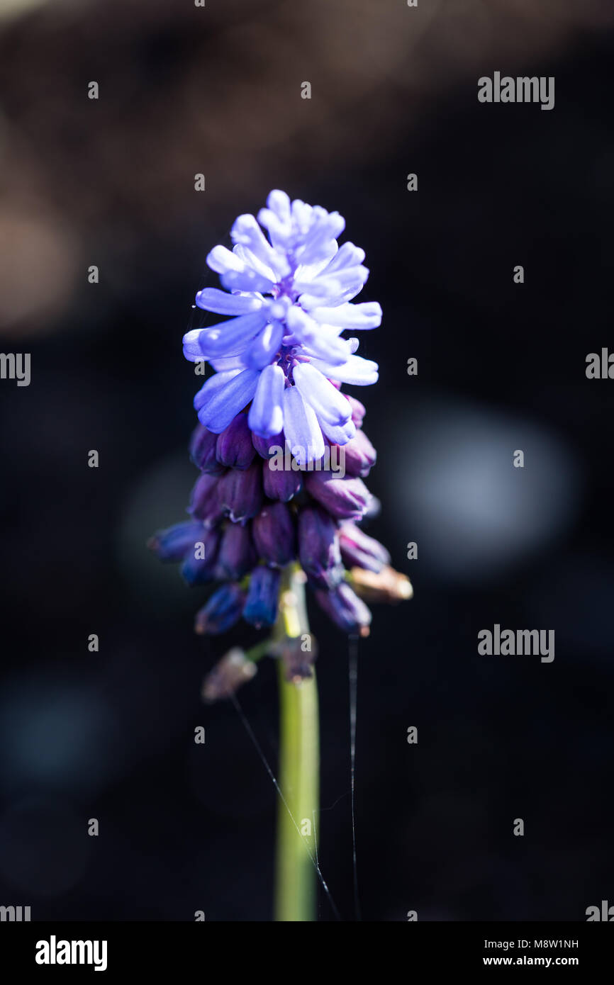 Broad-leaved grape hyacinth, Bredbladig pärlhyacint (Muscari latifolium) Stock Photo