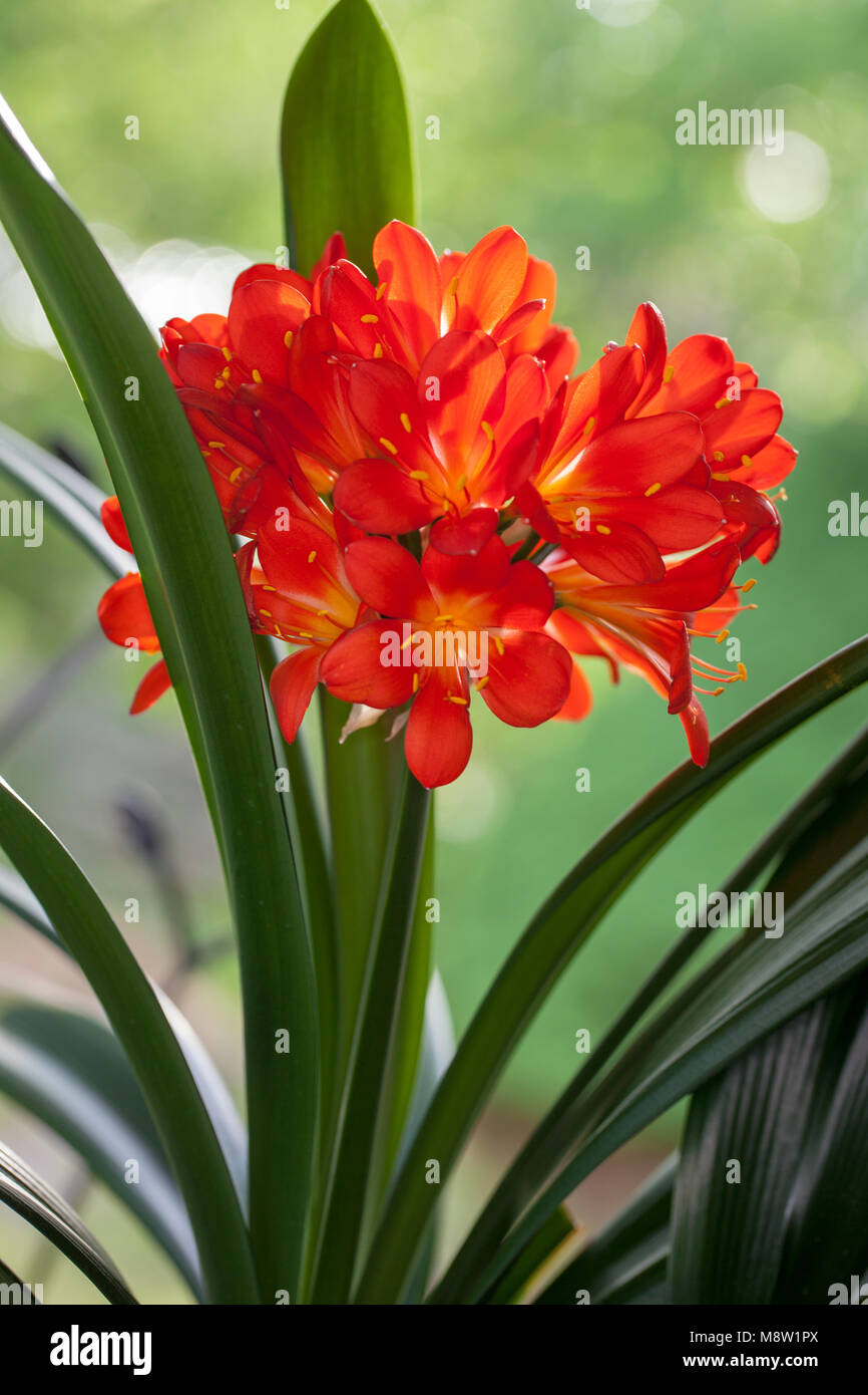 Kaffir Lily, Mönjelilja (Clivia miniata) Stock Photo