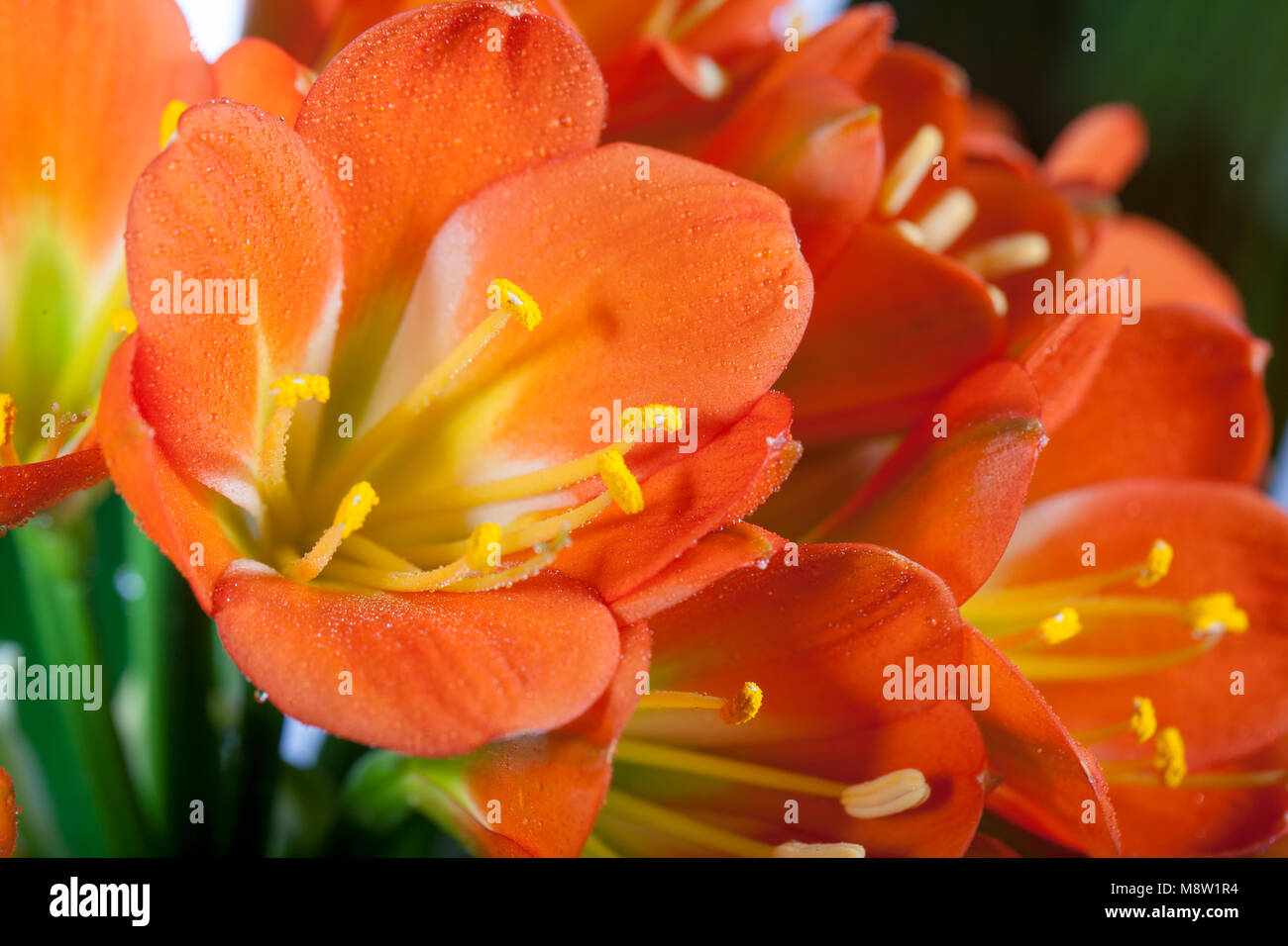 Kaffir Lily, Mönjelilja (Clivia miniata) Stock Photo