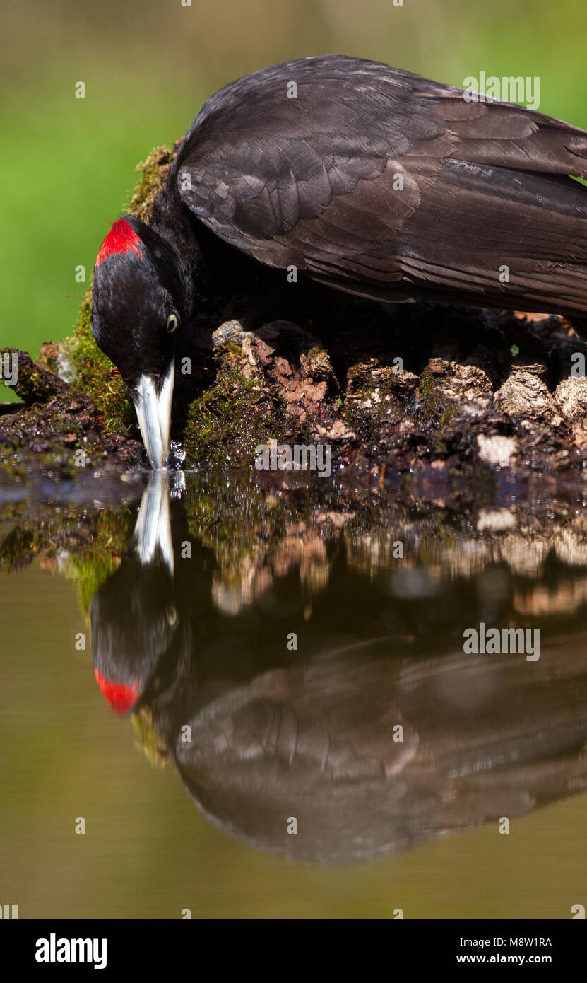 Zwarte Specht, Black Woodpecker, Dryocopus martius Stock Photo