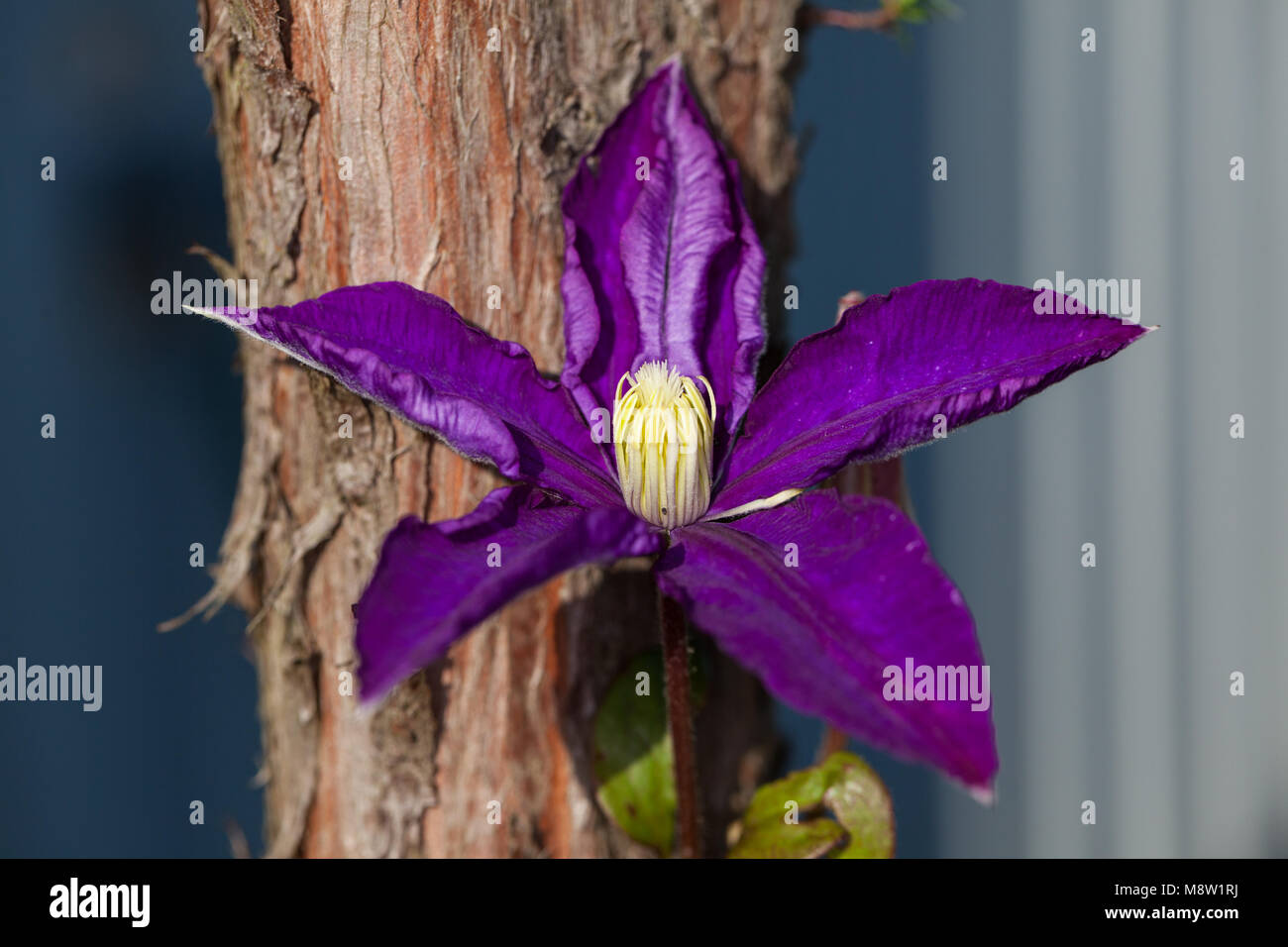 'Daniel Deronda' Early Large-flowered group, Klematis (Clematis) Stock Photo
