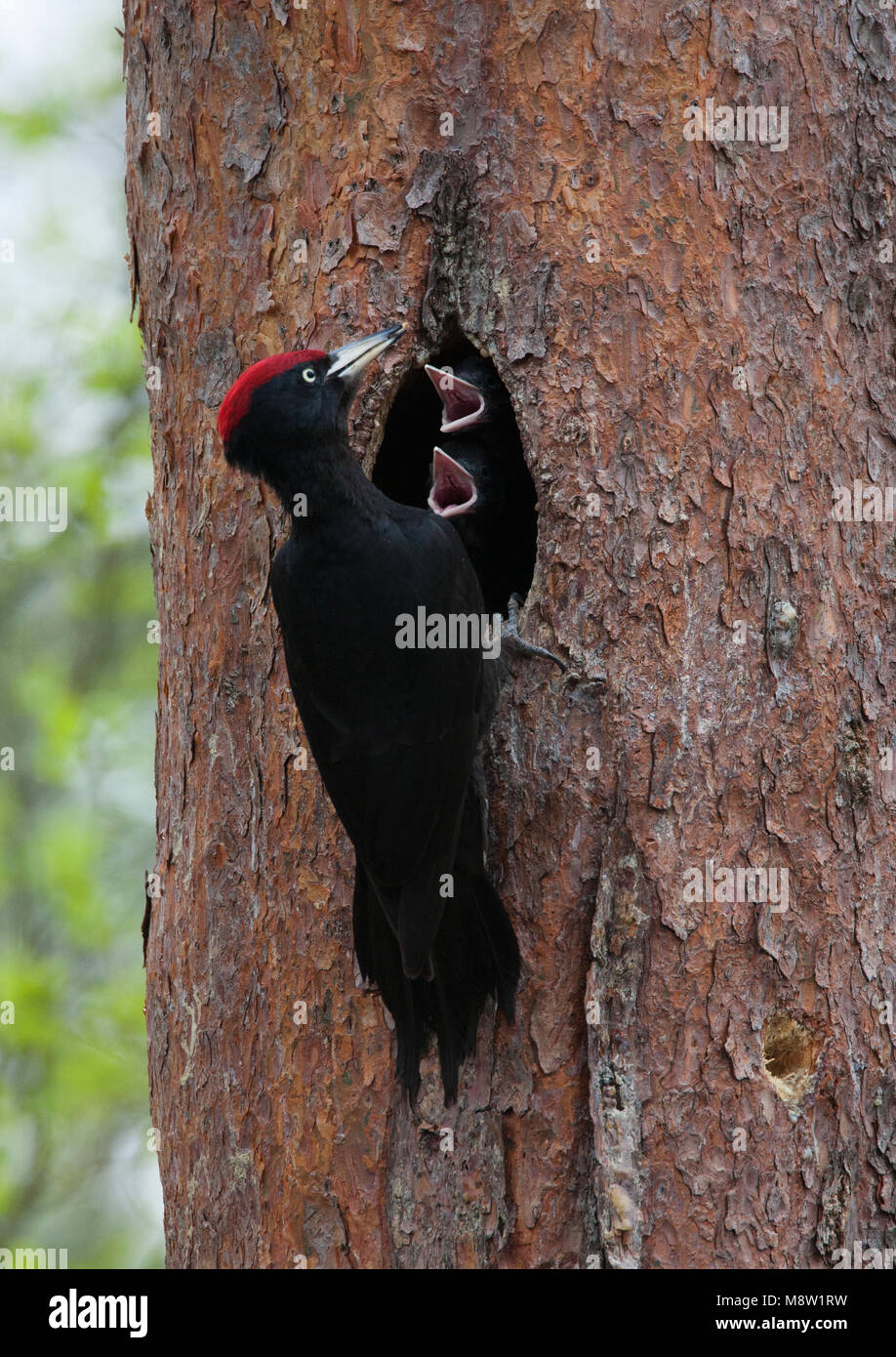 Zwarte Specht bij zijn nest; Black Woodpecker at its nest Stock Photo
