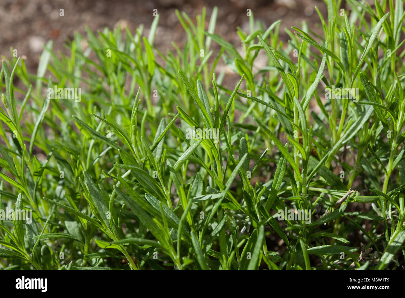 Rosemary, Rosmarin (Rosmarinus officinalis) Stock Photo