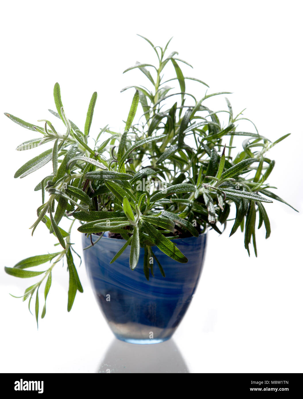 Rosemary, Rosmarin (Rosmarinus officinalis) Stock Photo