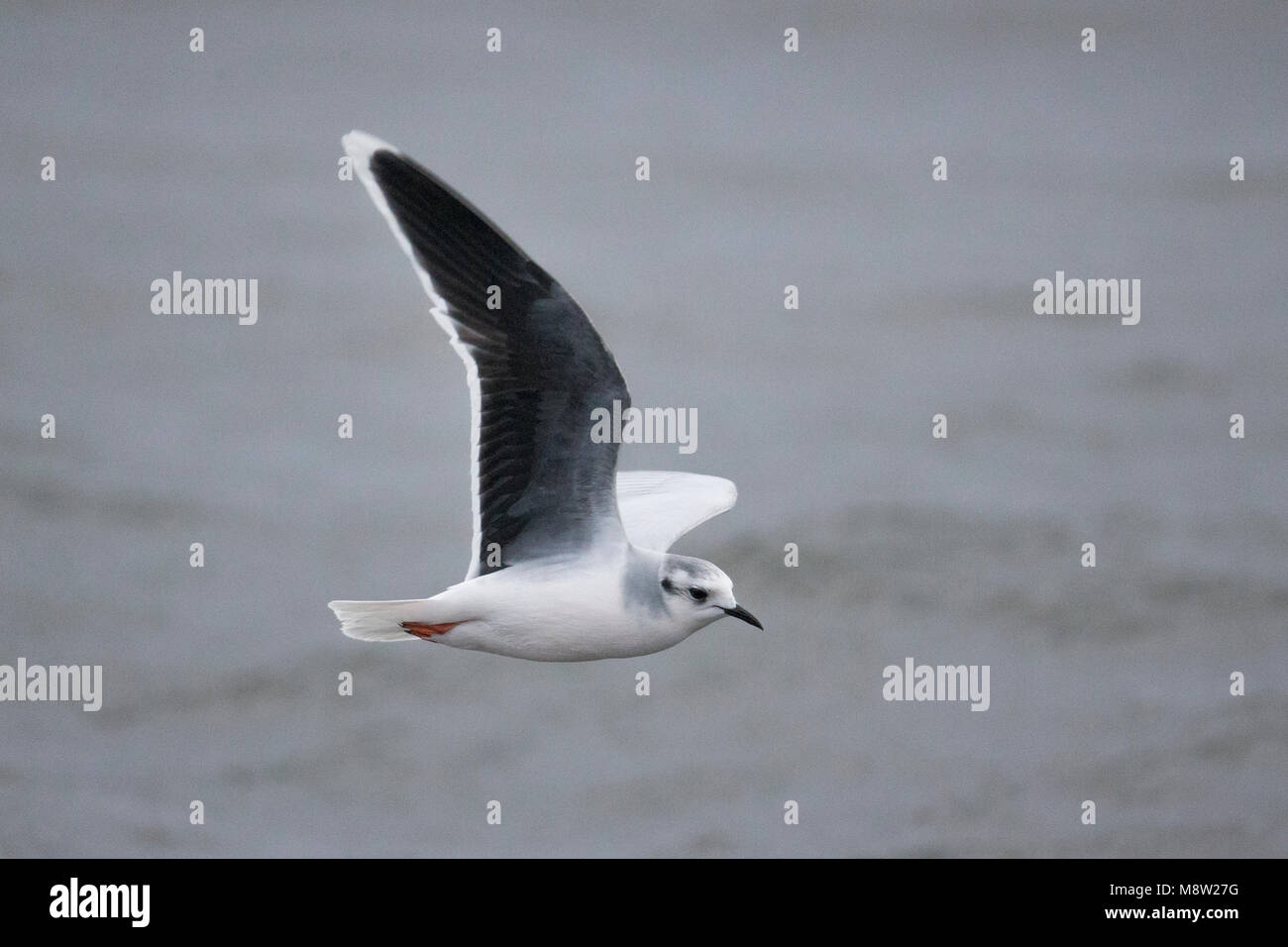 Dwergmeeuw, Little Gull, Hydrocoloeus minutus Stock Photo