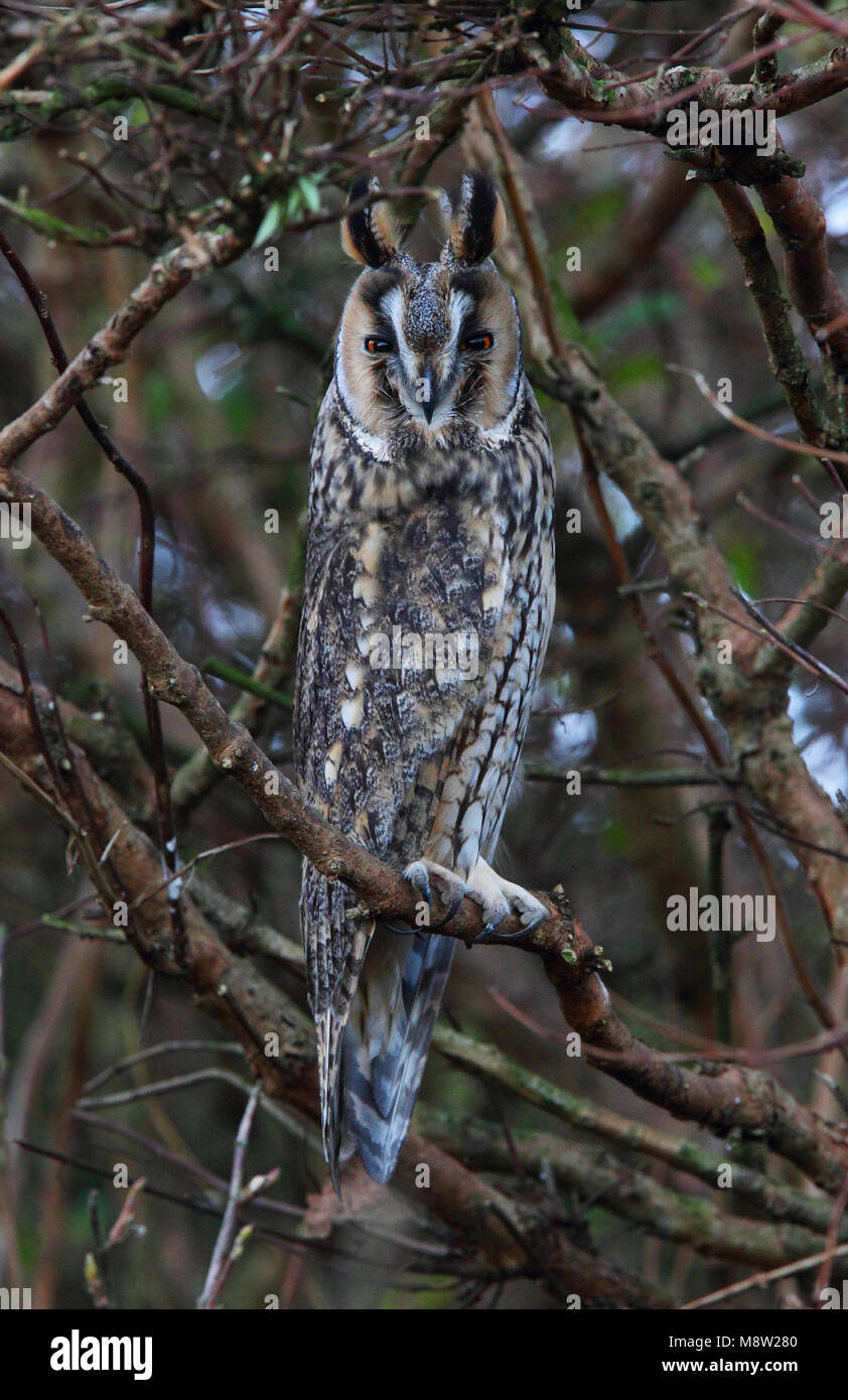 Ransuil, Long-eared Owl, Asio otus Stock Photo