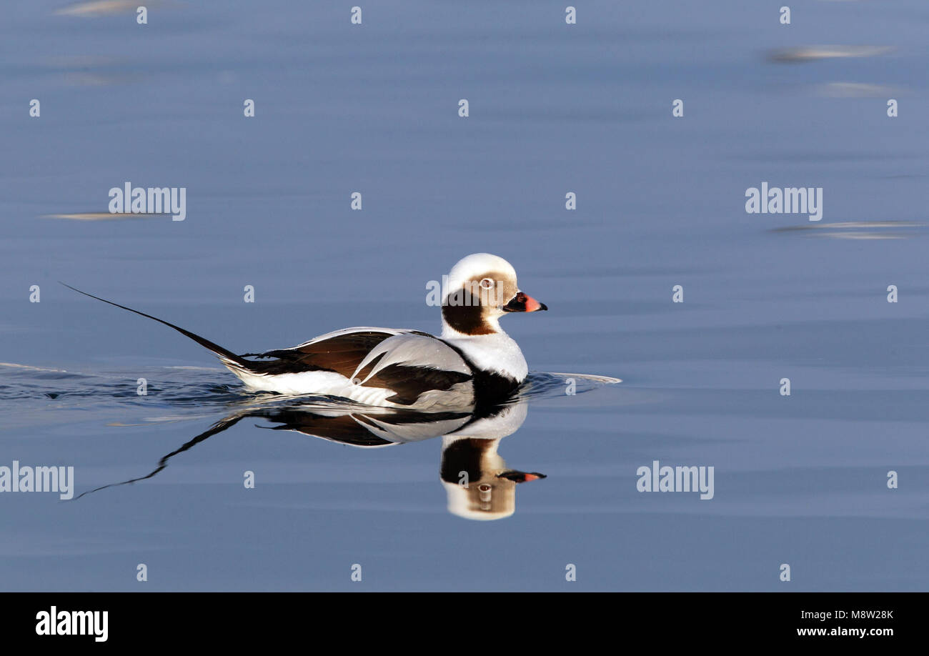 IJseend, Long-tailed Duck, Clangula hyemalis Stock Photo