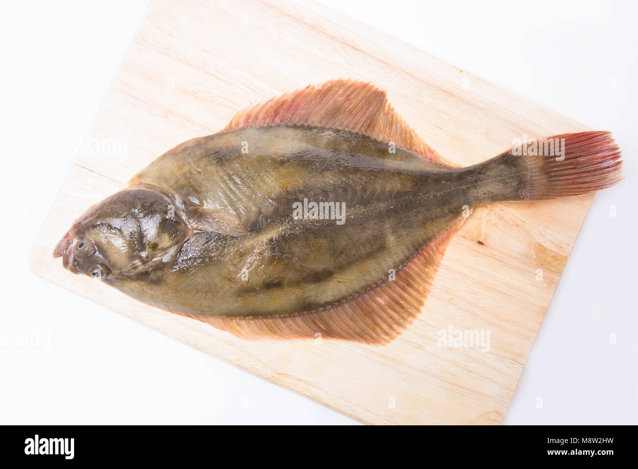A flounder, Platichthys flesus, caught from Morecambe Bay on light