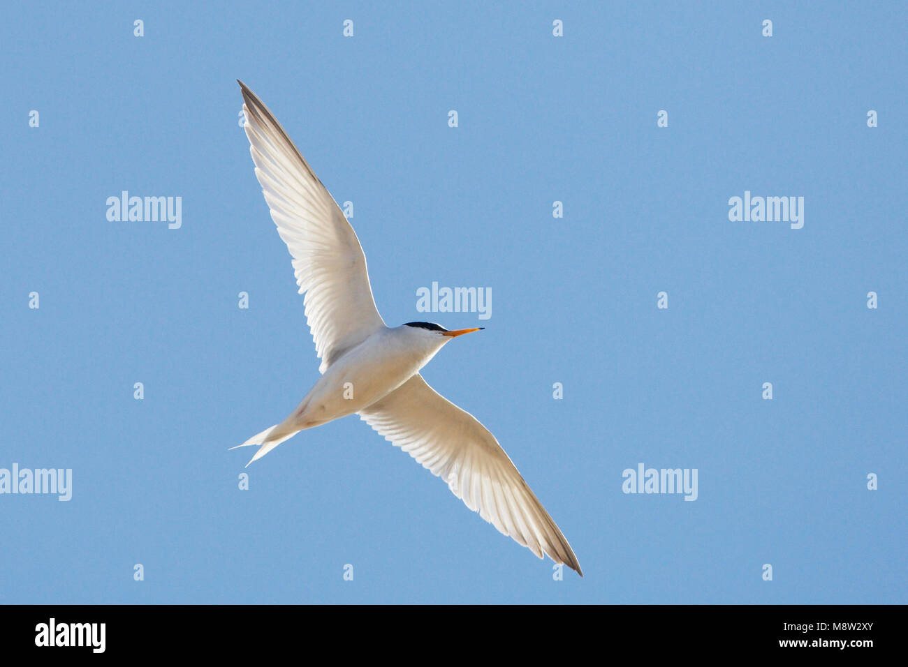 Dwergstern volwassen vliegend; Little Tern adult flying Stock Photo