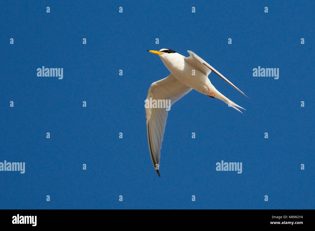 Dwergstern volwassen vliegend; Little Tern adult flying Stock Photo