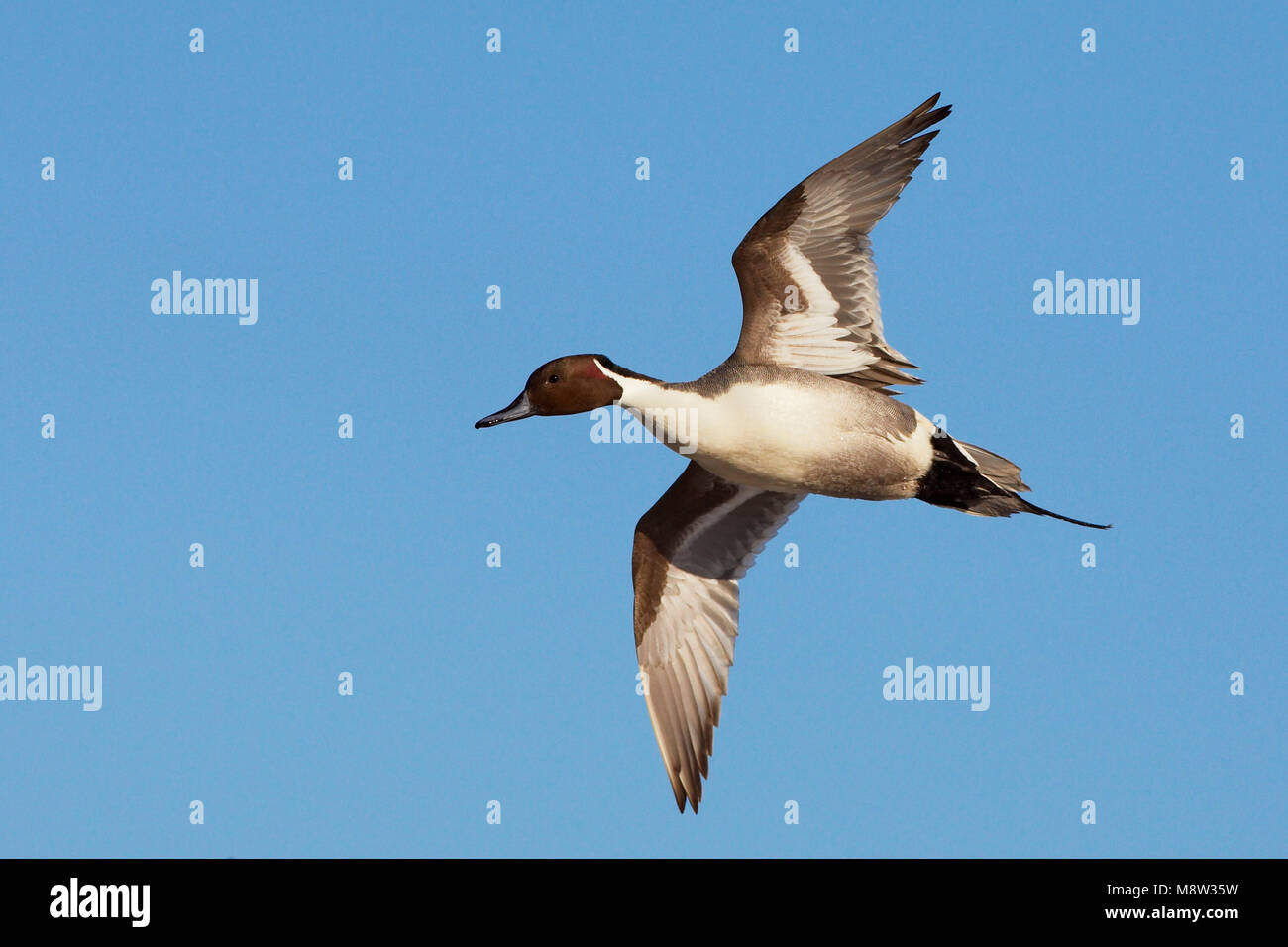 Flying pintail hi-res stock photography and images - Alamy