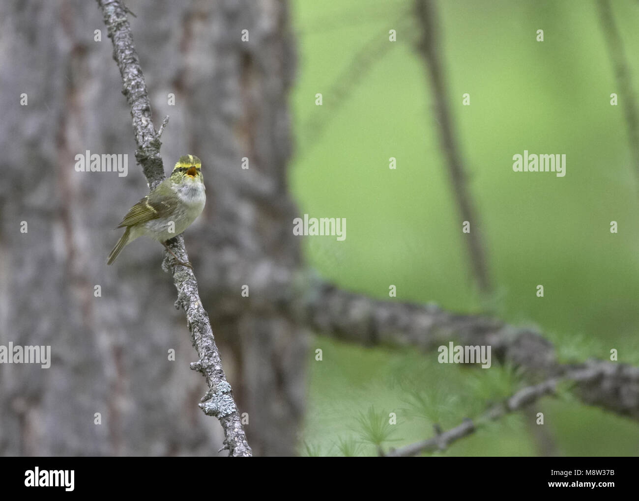 Pallass Leaf Warbler male singing; Pallas Boszanger man zingend Stock Photo