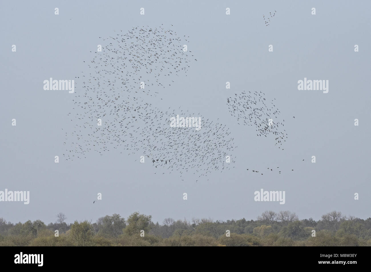 Ruff large flock flying; Kemphaan grote groep vliegend Stock Photo
