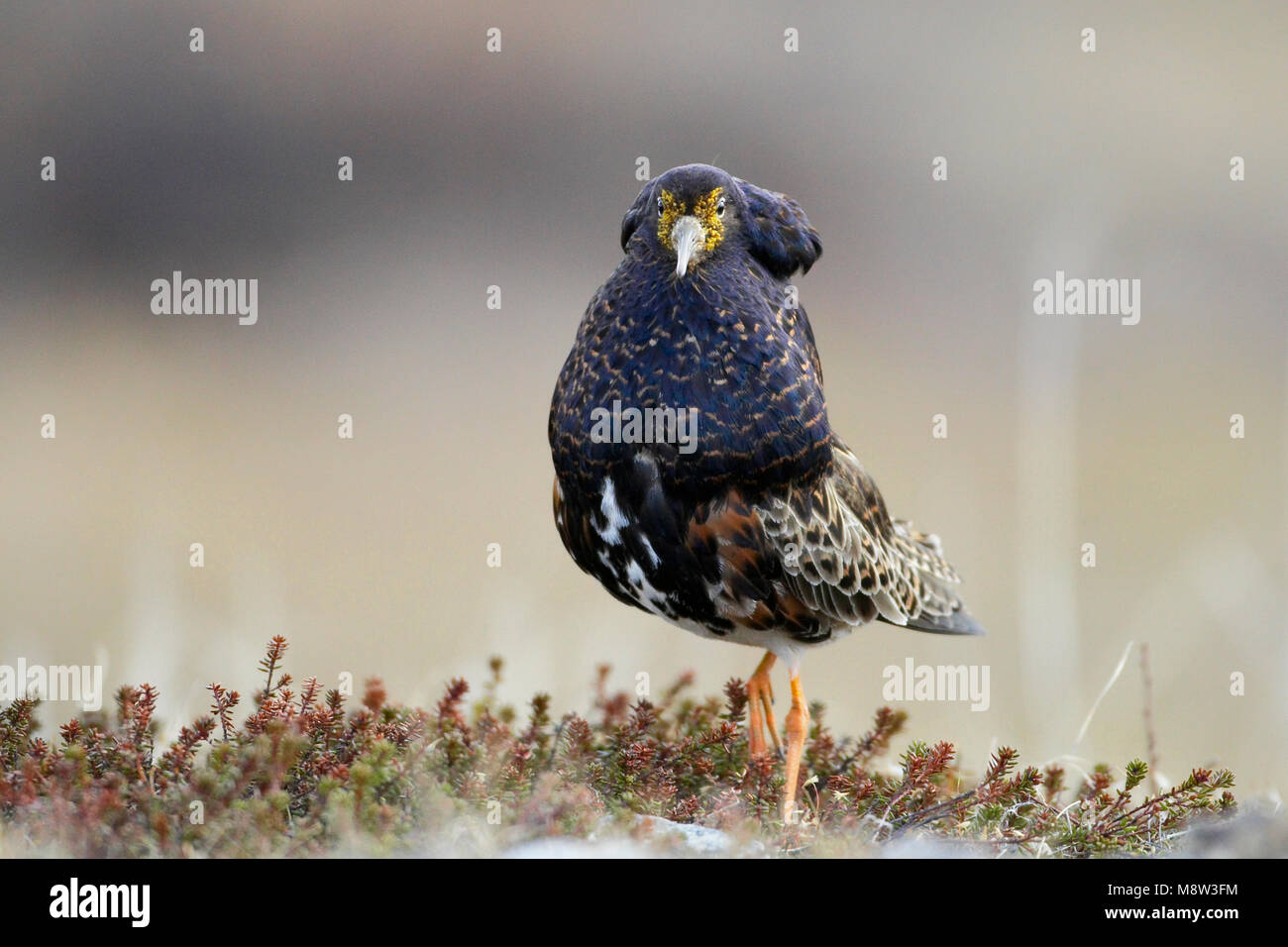 Kemphaan, Ruff, Philomachus pugnax Stock Photo