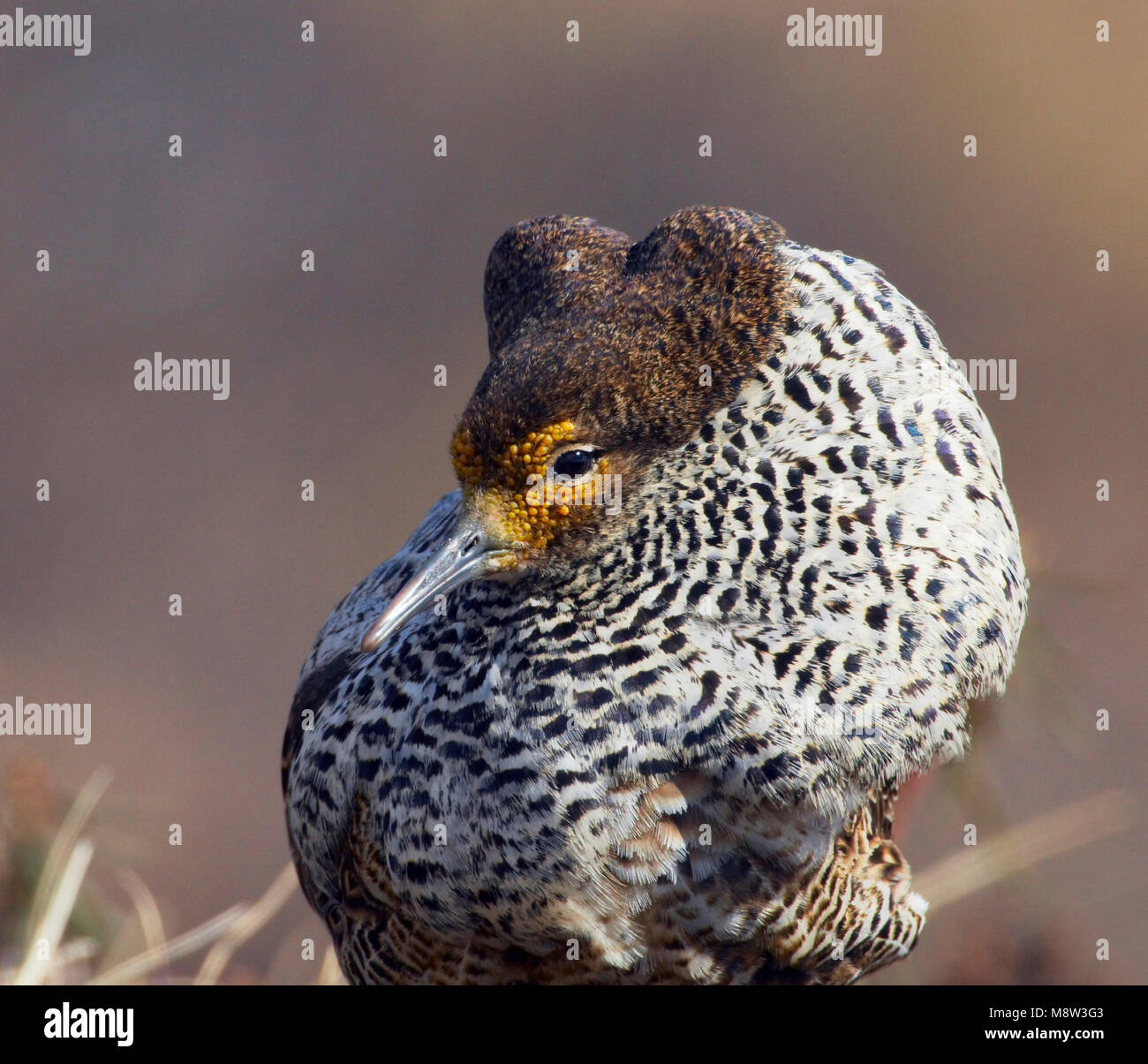 Kemphaan, Ruff, Philomachus pugnax Stock Photo