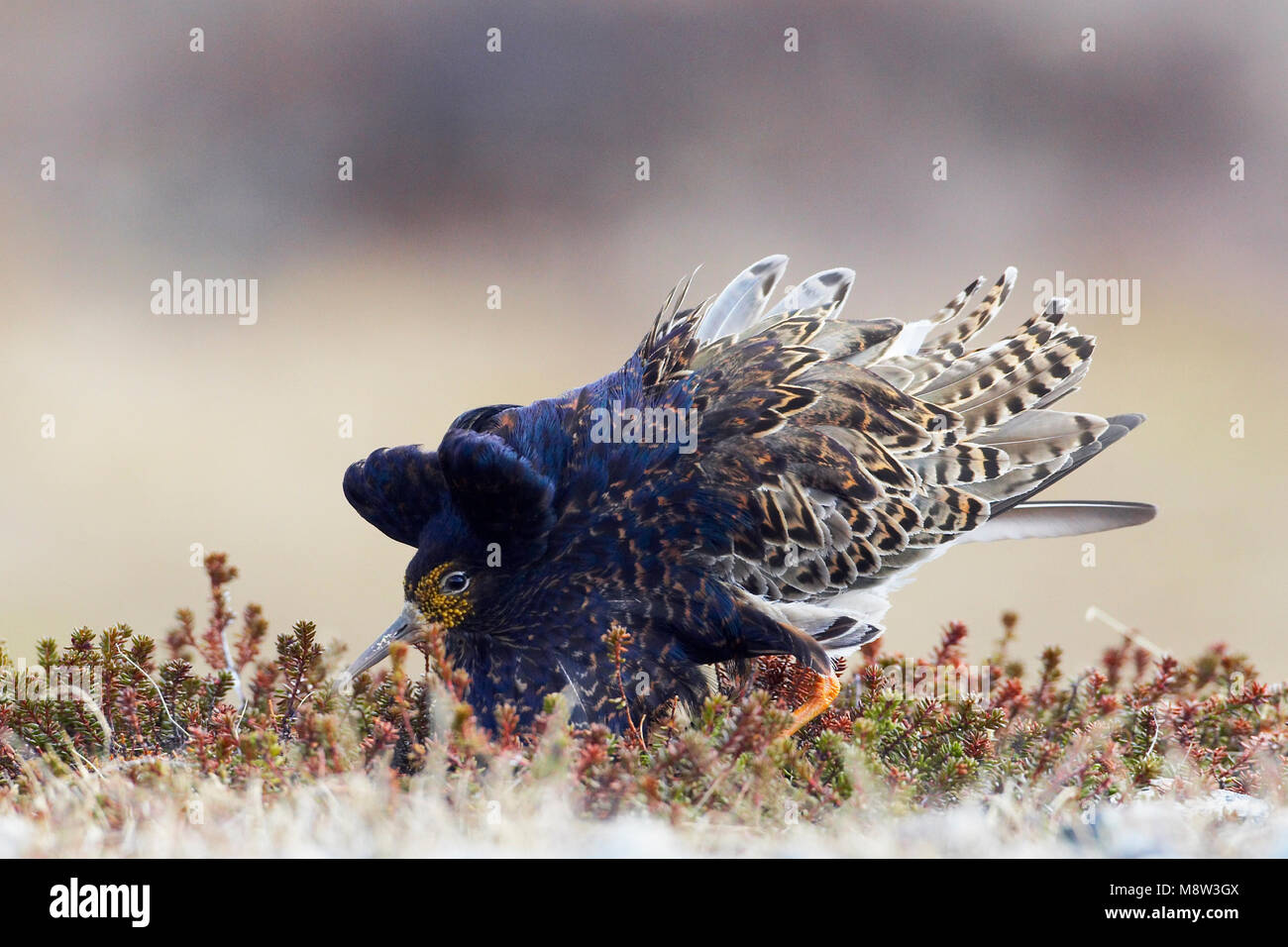 Kemphaan, Ruff, Philomachus pugnax Stock Photo