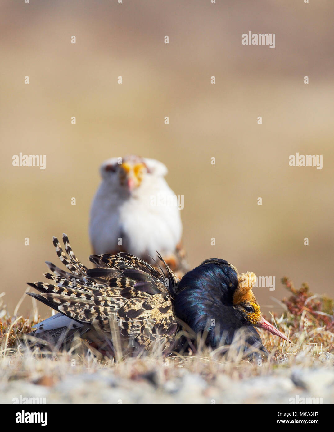 Kemphaan, Ruff, Philomachus pugnax Stock Photo