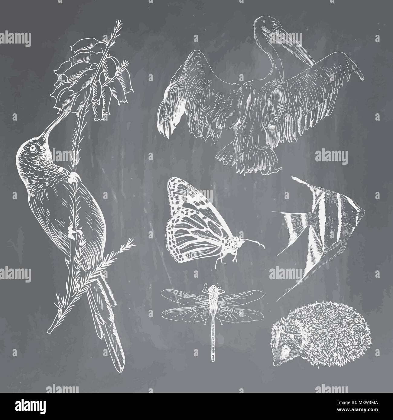 Set of animals on chalkboard background. Colibri, pelican, butterfly, fish, hedgehog, dragonfly sketches. Vector illustration isolated on blackboard imitation. Collection for school and printing. Stock Vector