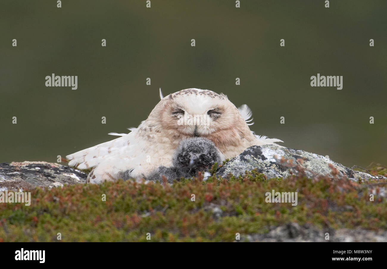 Tunturipollo 3014 (Bubo scandiaca) Snowy Owl heinakuu / July Stock Photo