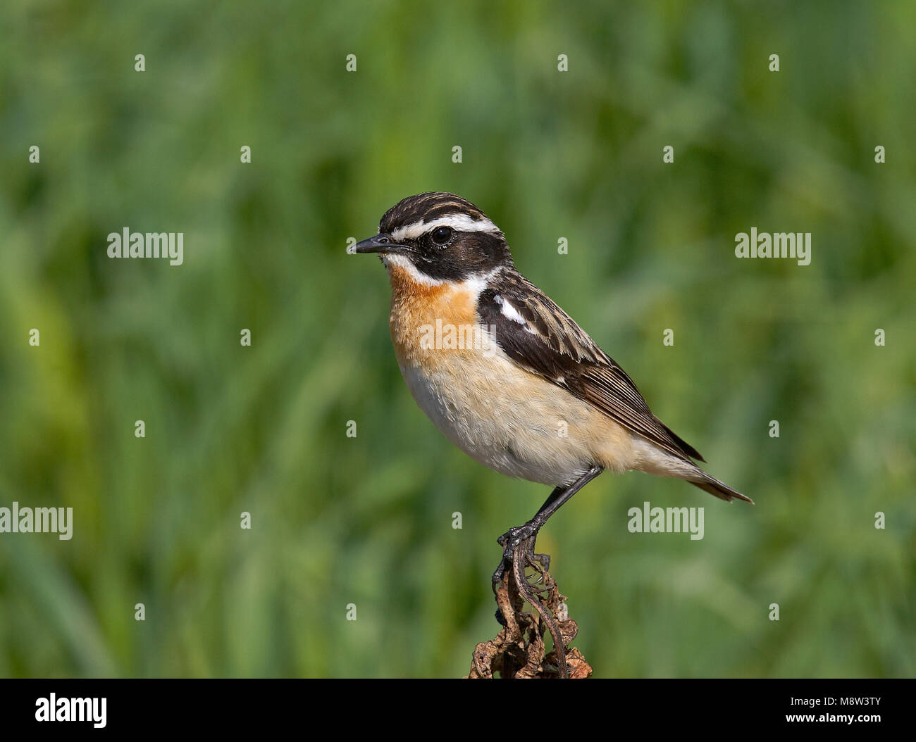 Volwassen mannetje Paapje; Adult male Whinchat Stock Photo