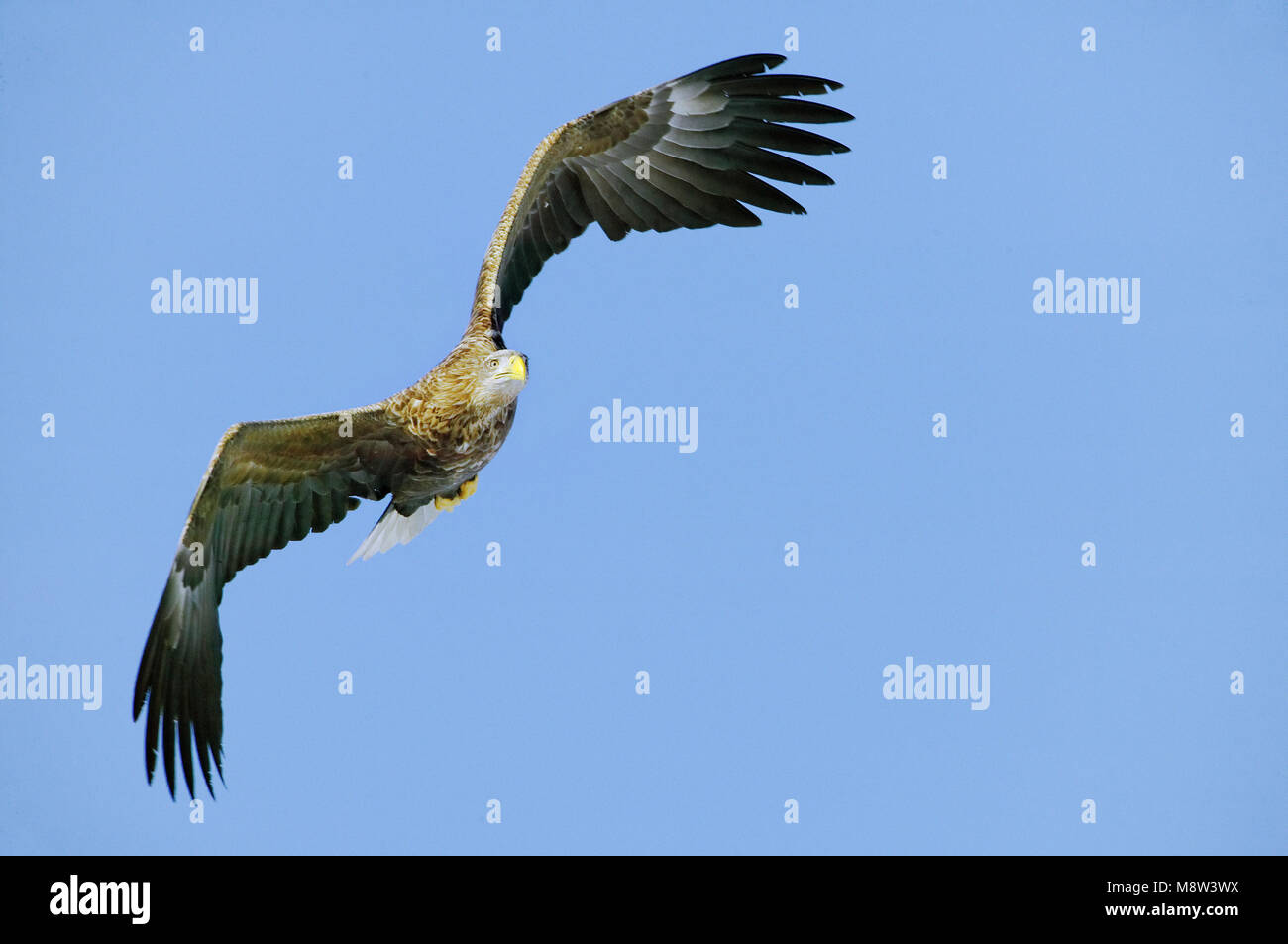 Adult white tailed sea hi-res stock photography and images - Alamy