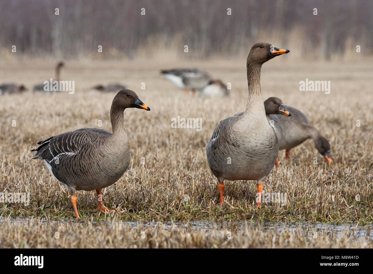 Taigarietgans, Taiga Bean Goose Stock Photo Alamy