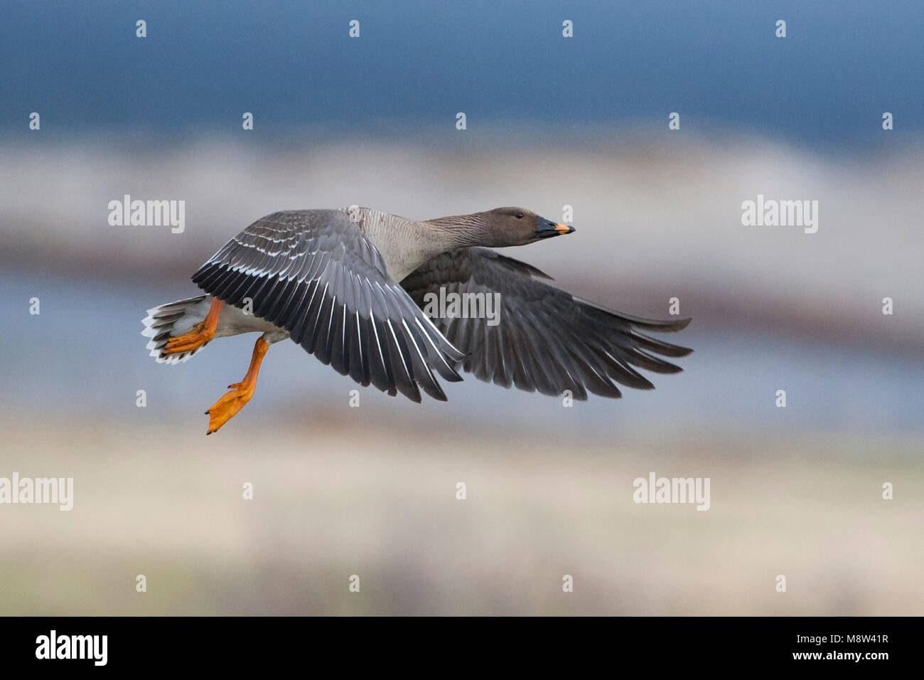 Taigarietgans in vlucht, Taiga Bean Goose in flight Stock Photo Alamy