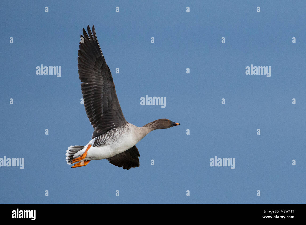 Bean goose flying hires stock photography and images Alamy
