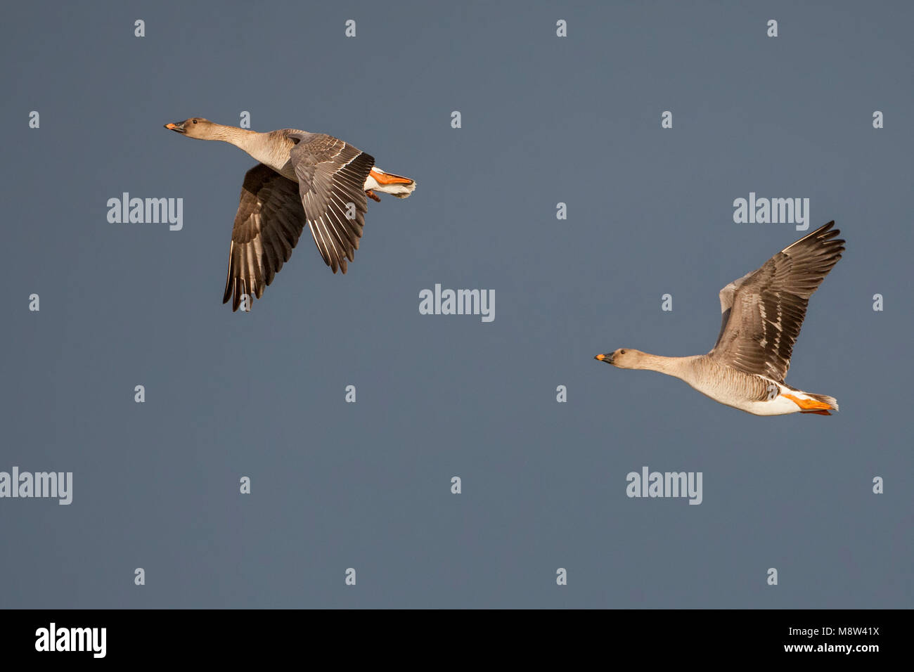 Taigarietgans in vlucht, Taiga Bean Goose in flight Stock Photo Alamy