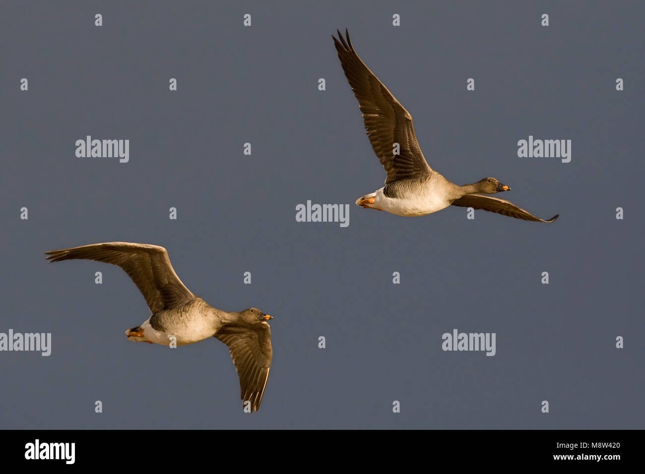 Taigarietgans in vlucht, Taiga Bean Goose in flight Stock Photo Alamy