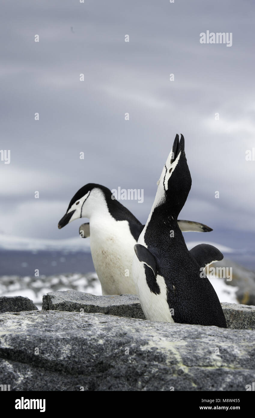 Chinstrap Penguin, Keelbandpinguin, Pygoscelis antarcticus Stock Photo